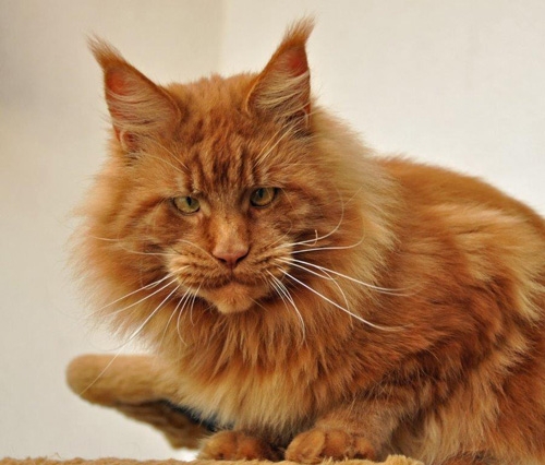 20 Monate - 20 months Winerau - White Luxury Faberge Maine Coon