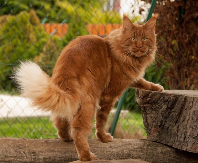 Winerau - White Luxury Faberge Maine Coon