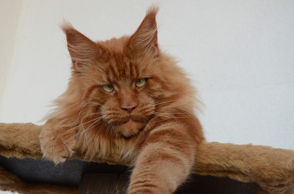 2,5 Jahre - 2,5 years Winerau - White Luxury Faberge Maine Coon