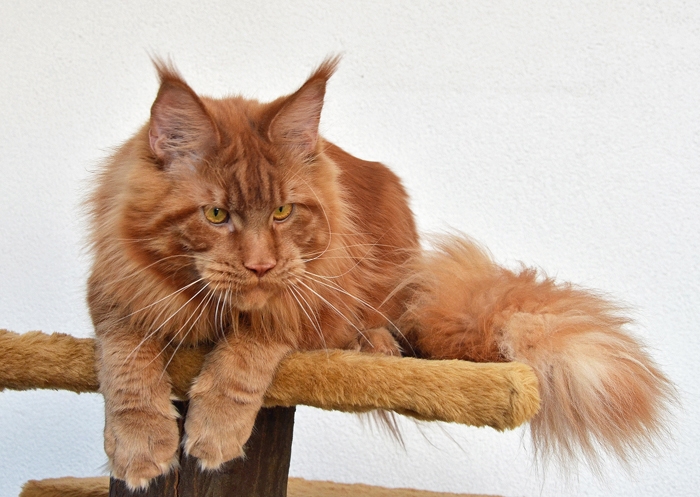 Winerau - White Luxury Faberge Maine Coon