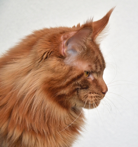 Winerau - White Luxury Faberge Maine Coon