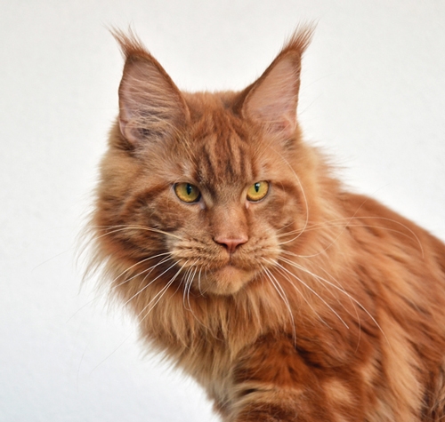 Winerau - White Luxury Faberge Maine Coon