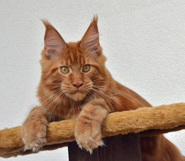 Winerau - White Luxury Faberge Maine Coon