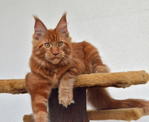 Winerau - White Luxury Faberge Maine Coon