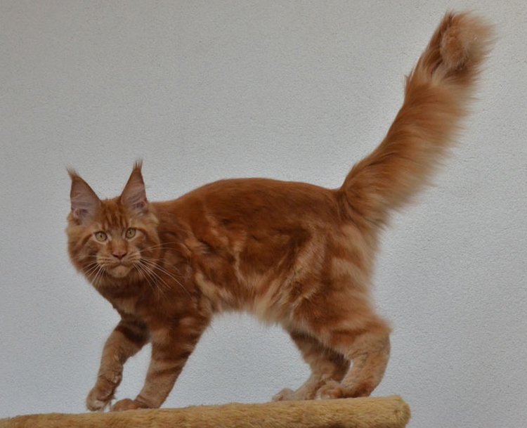 Winerau - White Luxury Faberge Maine Coon