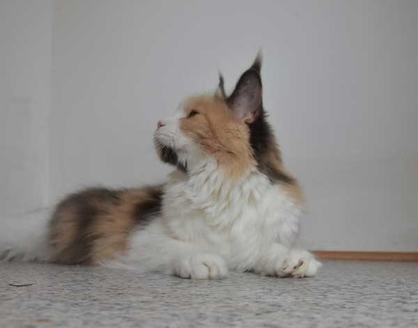 Winerau Ivy Maine Coon