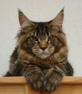 maine_coon_jamesdean