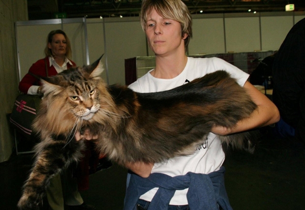 maine_coon_jamesdean