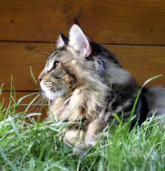 maine_coon_jamesdean