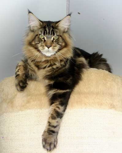 maine_coon_jamesdean