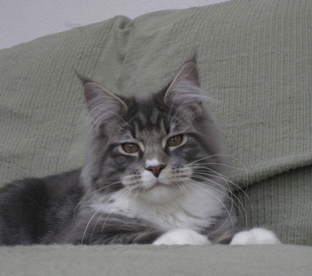 maine_coon_julius_cesar