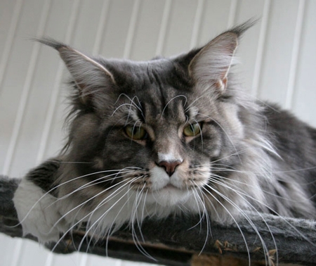 maine_coon_julius_cesar