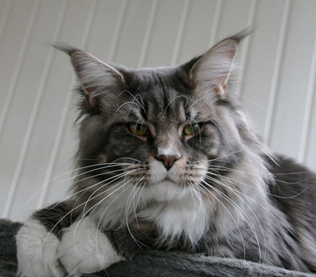 maine_coon_julius_cesar