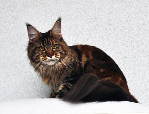 maine_coon_quendy