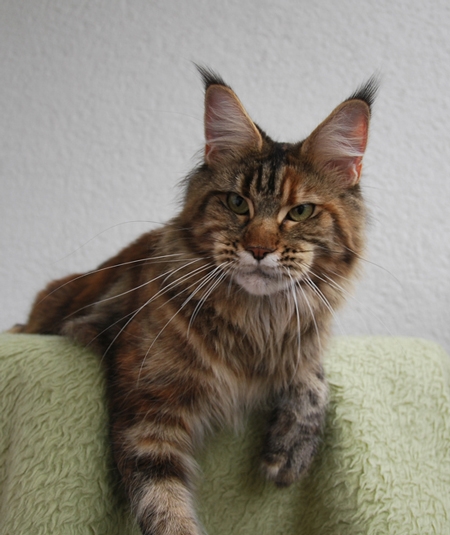 maine_coon_quendy