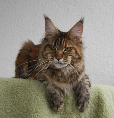 maine_coon_quendy