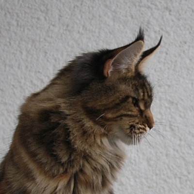 maine_coon_quendy