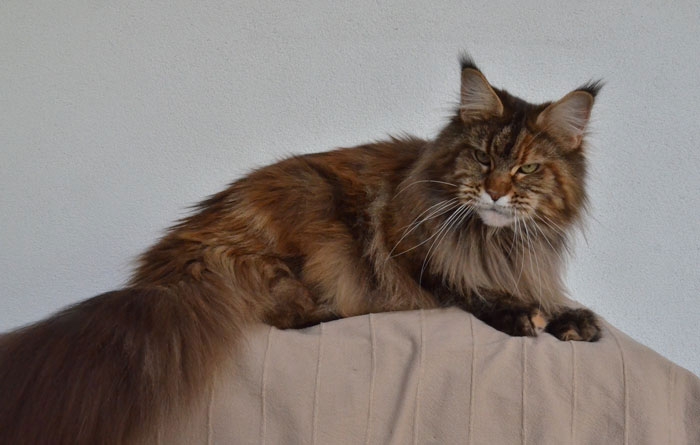 maine_coon_quendy