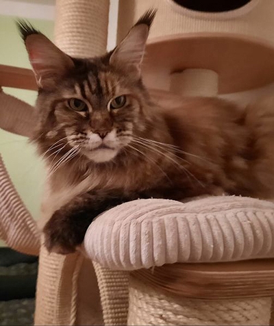 maine_coon_quendy