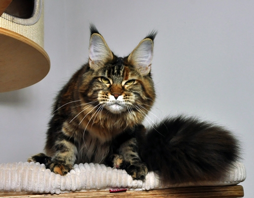 maine_coon_quendy