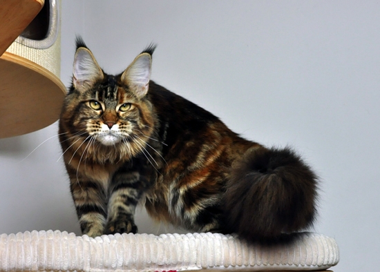 maine_coon_quendy