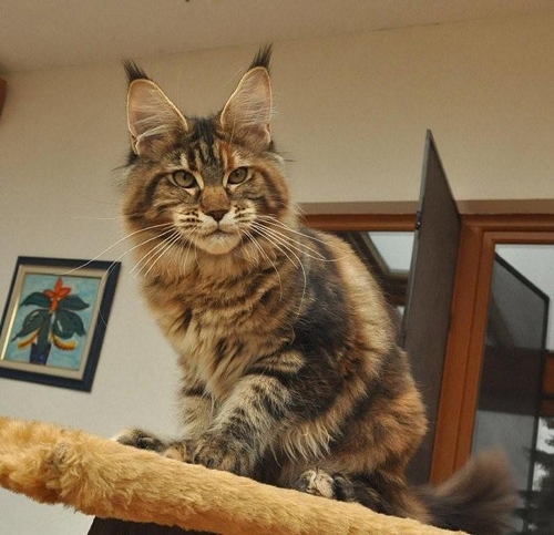 maine_coon_quendy