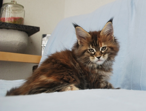 maine_coon_quendy