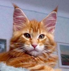 maine_coon_quiggley