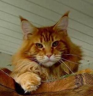 maine_coon_quiggley