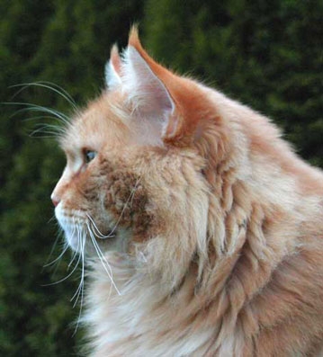 maine_coon_quiggley