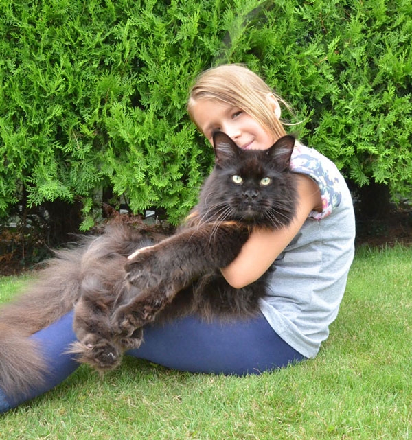 maine_coon_quintus