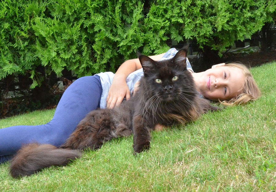 4 Jahre - 4 years maine_coon_quintus