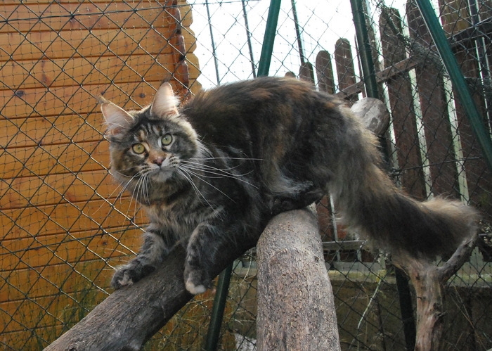 maine_coon_ruby