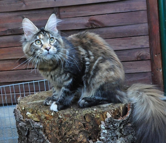 maine_coon_ruby