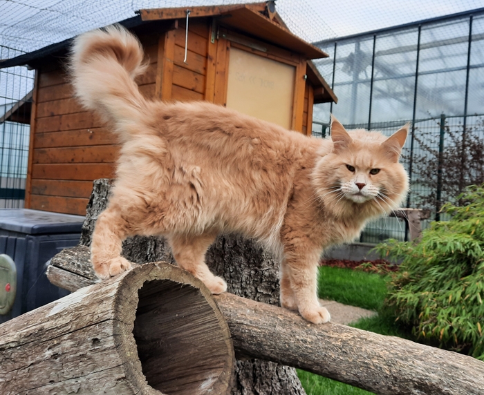 4 Jahre - 4 years Winerau Tiger