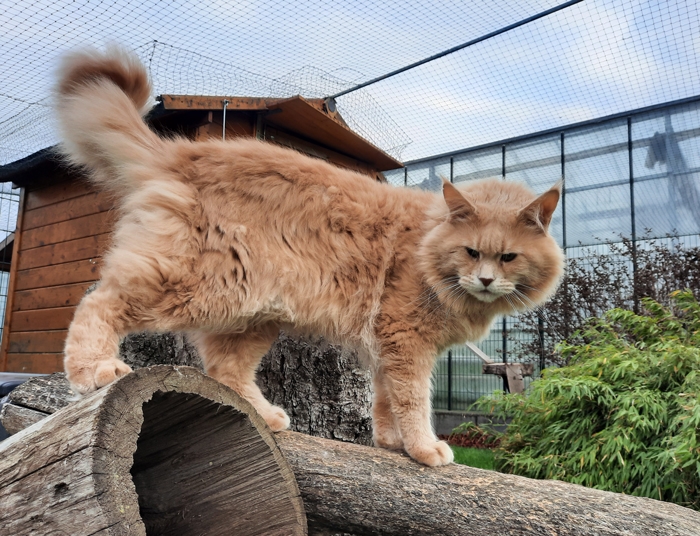 4 Jahre - 4 years Winerau Tiger