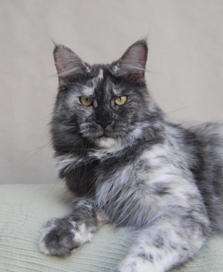 maine_coon_tracy