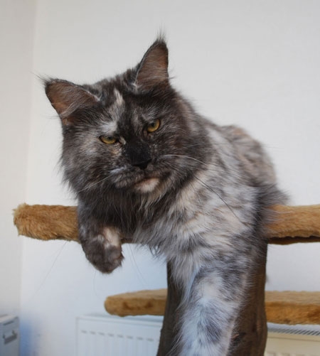 maine_coon_tracy