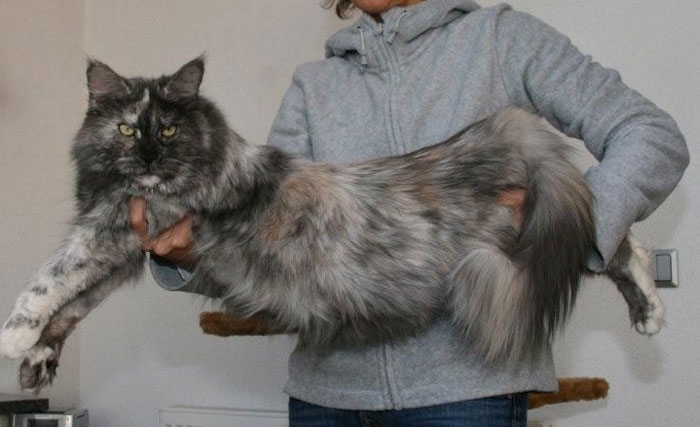 maine_coon_tracy