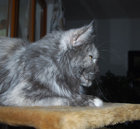 maine_coon_tracy