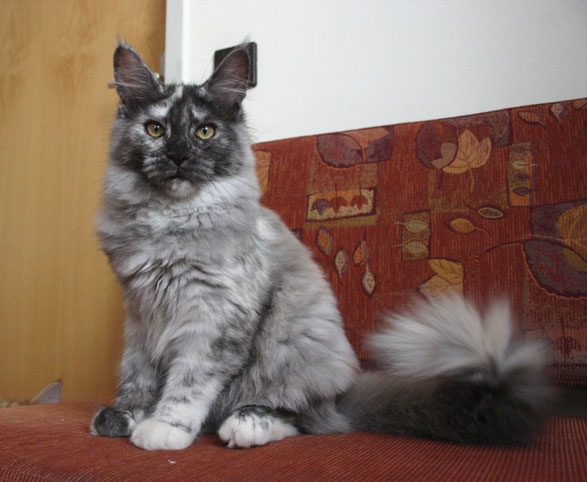 maine_coon_tracy