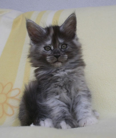 maine_coon_tracy