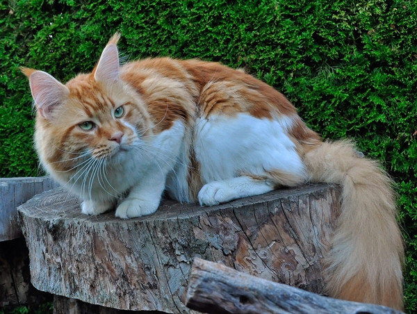 maine_coon_try