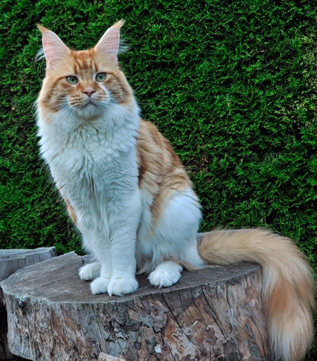 maine_coon_try