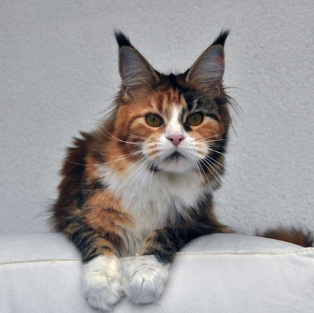 maine_coon_viva