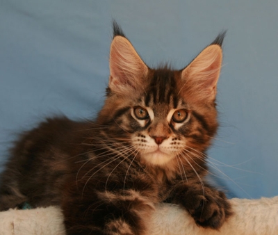 maine_coon_yankee