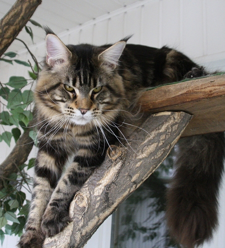 maine_coon_yankee