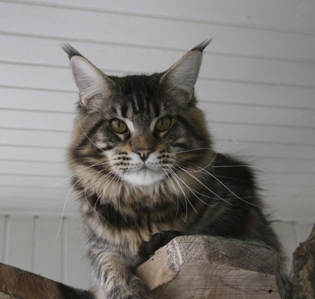 maine_coon_yankee