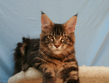 maine_coon_yankee