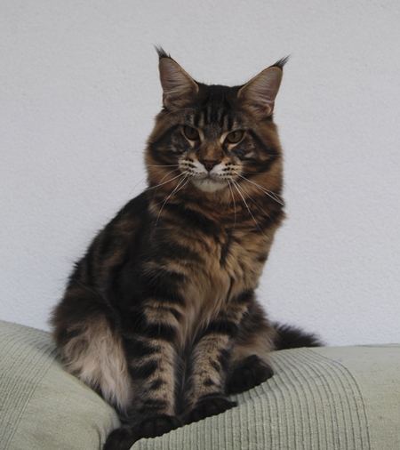 maine_coon_yankee